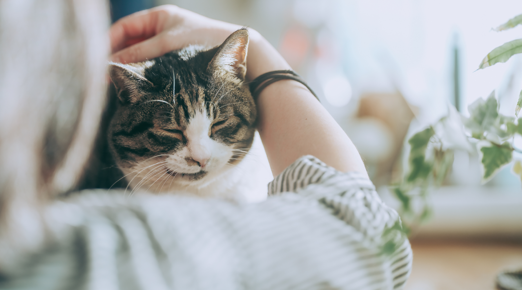 飼い主に撫でられている猫